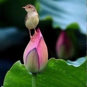 Meet your Posher, Generosa